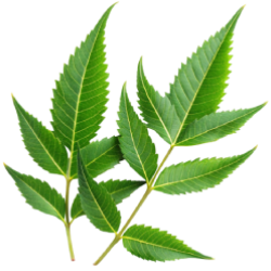 Neem
