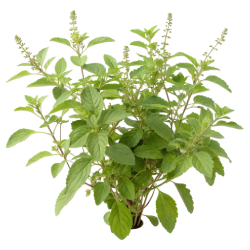 Tulsi